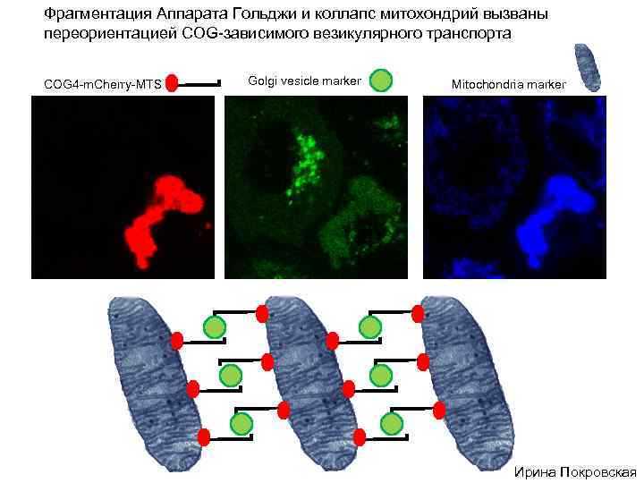 Фрагментация Аппарата Гольджи и коллапс митохондрий вызваны переориентацией COG-зависимого везикулярного транспорта COG 4 -m.