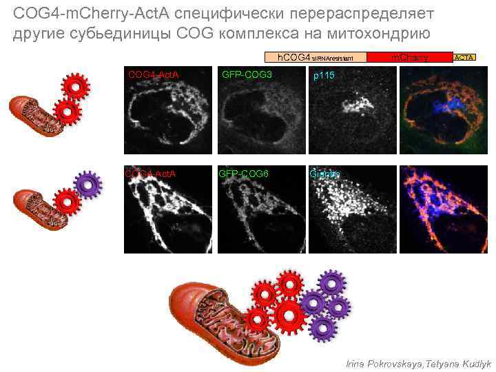 COG 4 -m. Cherry-Act. A специфически перераспределяет другие субьединицы COG комплекса на митохондрию h.