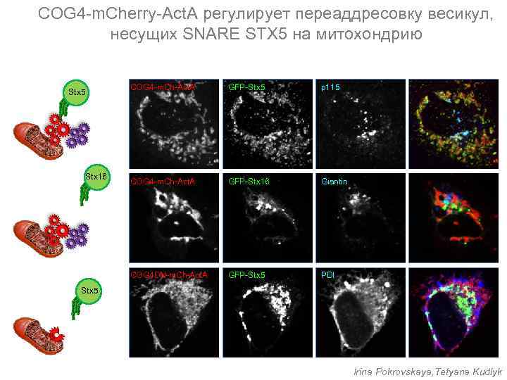 COG 4 -m. Cherry-Act. A регулирует переаддресовку весикул, несущих SNARE STX 5 на митохондрию