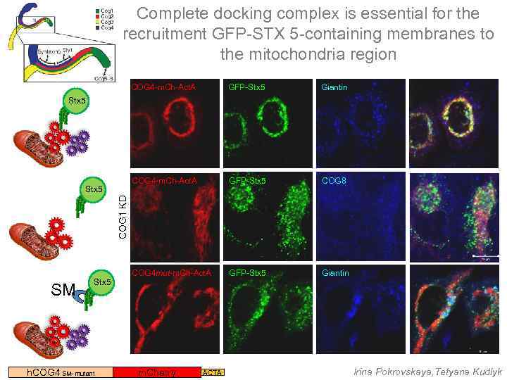 Complete docking complex is essential for the recruitment GFP-STX 5 -containing membranes to the