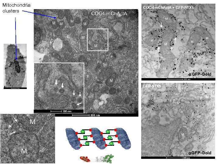 Mitochondria clusters COG 4 -m. Ch. Act. A + GFP-STX 5 COG 4 -m.