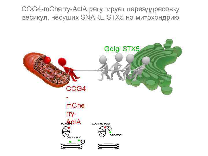 COG 4 -m. Cherry-Act. A регулирует переаддресовку весикул, несущих SNARE STX 5 на митохондрию