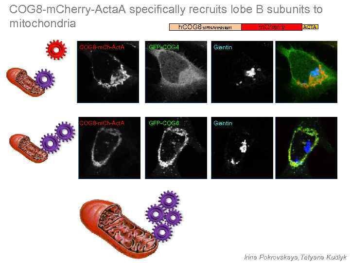 COG 8 -m. Cherry-Acta. A specifically recruits lobe B subunits to mitochondria ACTA h.