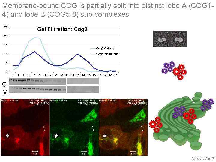 Membrane-bound COG is partially split into distinct lobe A (COG 14) and lobe B