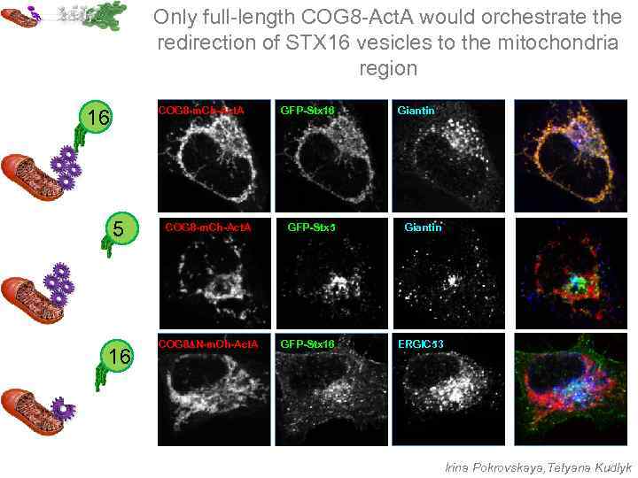 Only full-length COG 8 -Act. A would orchestrate the redirection of STX 16 vesicles