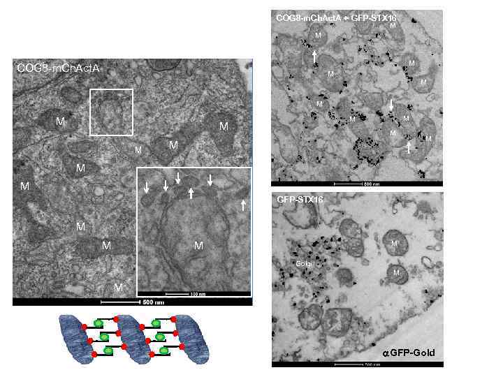 COG 8 -m. Ch. Act. A + GFP-STX 16 M M M COG 8