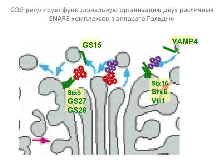COG регулирует функциональную организацию двух расличных SNARE комплексов в аппарате Гольджи VAMP 4 GS