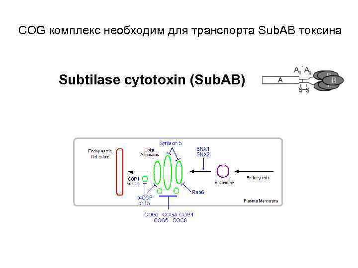 COG комплекс необходим для транспорта Sub. AB токсина Subtilase cytotoxin (Sub. AB) 