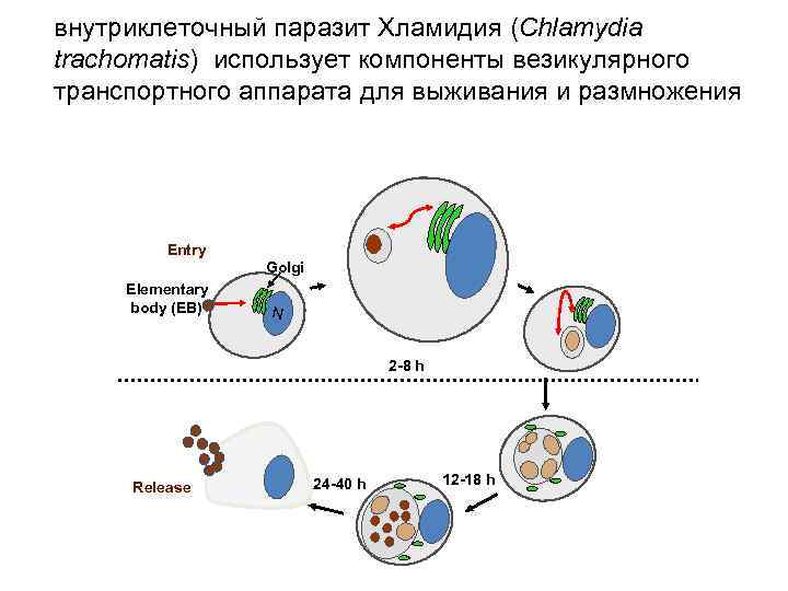 Размножение хламидий. Внутриклеточные возбудители. Внутриклеточные бактерии. Внутриклеточные микроорганизмы. Хламидия внутриклеточная.