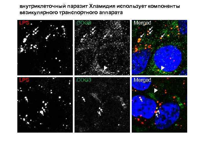 внутриклеточный паразит Хламидия использует компоненты везикулярного транспортного аппарата LPS COG 8 Merged LPS COG
