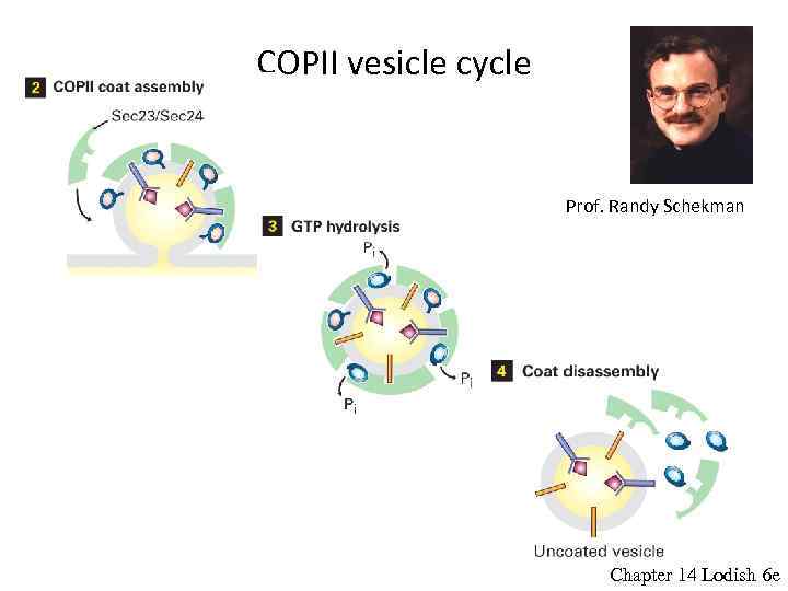COPII vesicle cycle Prof. Randy Schekman Chapter 14 Lodish 6 e 