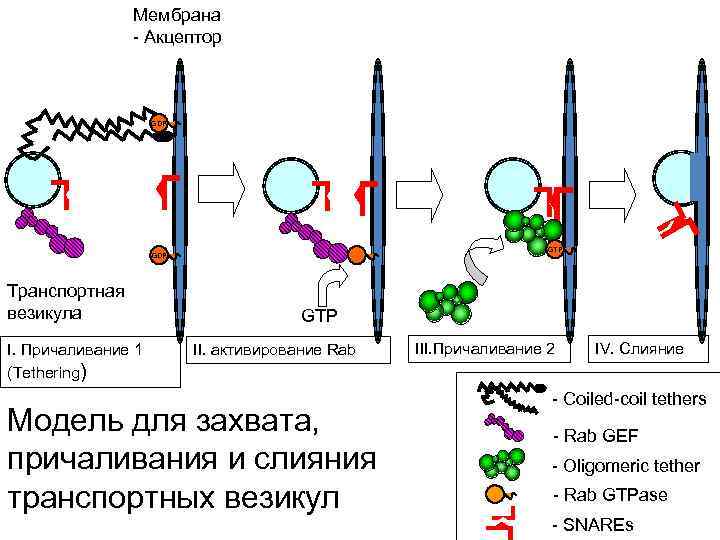 Мембрана - Акцептор GDP GTP GDP Транспортная везикула I. Причаливание 1 (Tethering) GTP II.