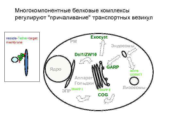 Многокомпонентные белковые комплексы регулируют "причаливание" транспортных везикул vesicle-Tether-target membrane PM Exocyst Эндосомы Dsl 1/ZW
