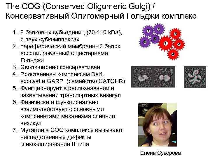 The COG (Conserved Oligomeric Golgi) / Консервативный Олигомерный Гольджи комплекс 1. 8 белковых субьединиц