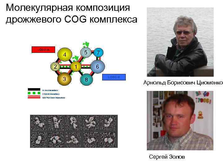 Молекулярная композиция дрожжевого COG комплекса LOBE-A 5 4 1 2 3 7 6 8