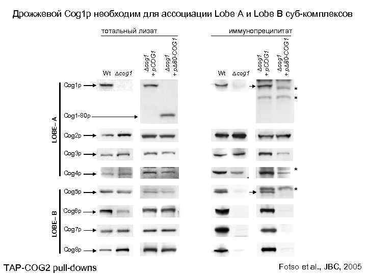 Дрожжевой Cog 1 p необходим для ассоциации Lobe A и Lobe B суб-комплексов LOBE–