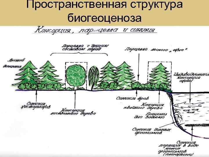 Пространственная структура. Пространственная структура схема. Пространственная структура экосистемы. Пространственная структура экосистемы горизонтальная. Пространственная структура тайги.