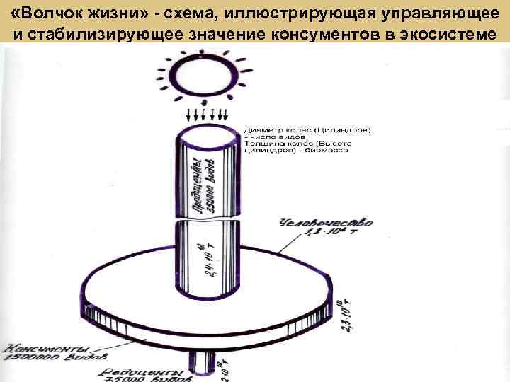  «Волчок жизни» - схема, иллюстрирующая управляющее и стабилизирующее значение консументов в экосистеме 