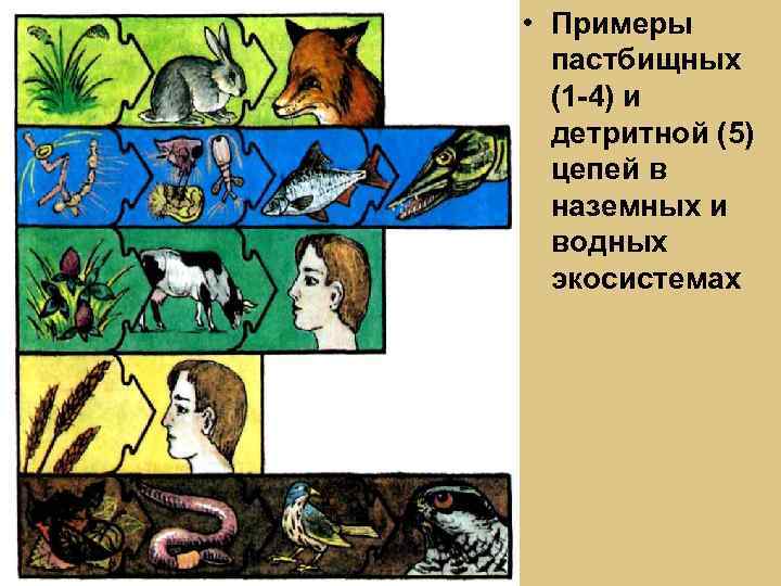  • Примеры пастбищных (1 -4) и детритной (5) цепей в наземных и водных