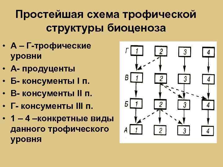 Простейшая схема трофической структуры биоценоза • А – Г-трофические уровни • А- продуценты •