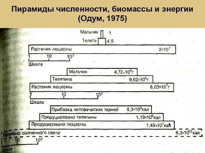 Пирамиды численности, биомассы и энергии (Одум, 1975) 