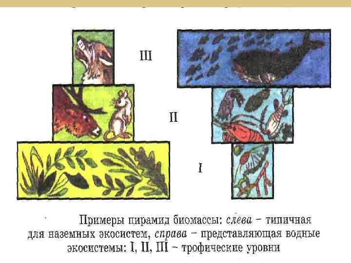 Изучите фрагмент экосистемы леса представленный на рисунке и выполните задания