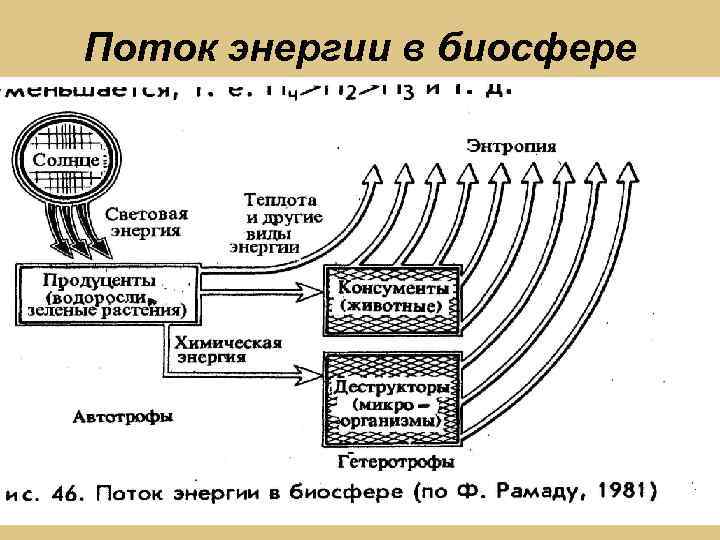 Поток энергии в биосфере 