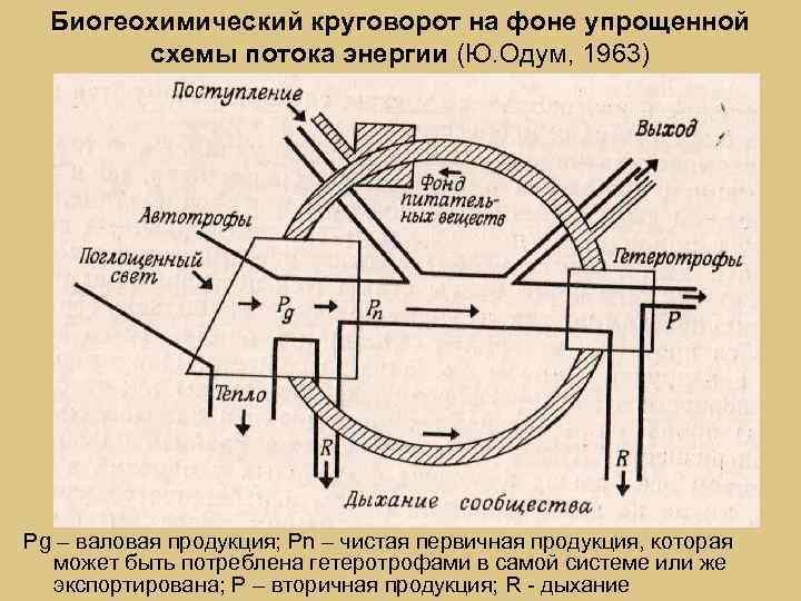 Биогеохимический круговорот на фоне упрощенной схемы потока энергии (Ю. Одум, 1963) Pg – валовая