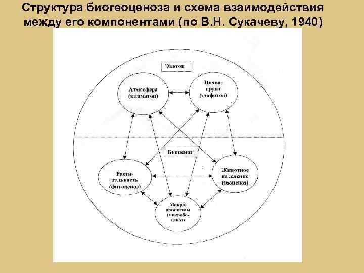 Структура биогеоценоза и схема взаимодействия между его компонентами (по В. Н. Сукачеву, 1940) 