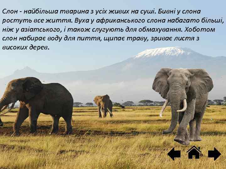 Слон - найбільша тварина з усіх живих на суші. Бивні у слона ростуть все