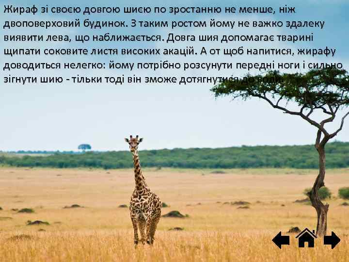 Жираф зі своєю довгою шиєю по зростанню не менше, ніж двоповерховий будинок. З таким