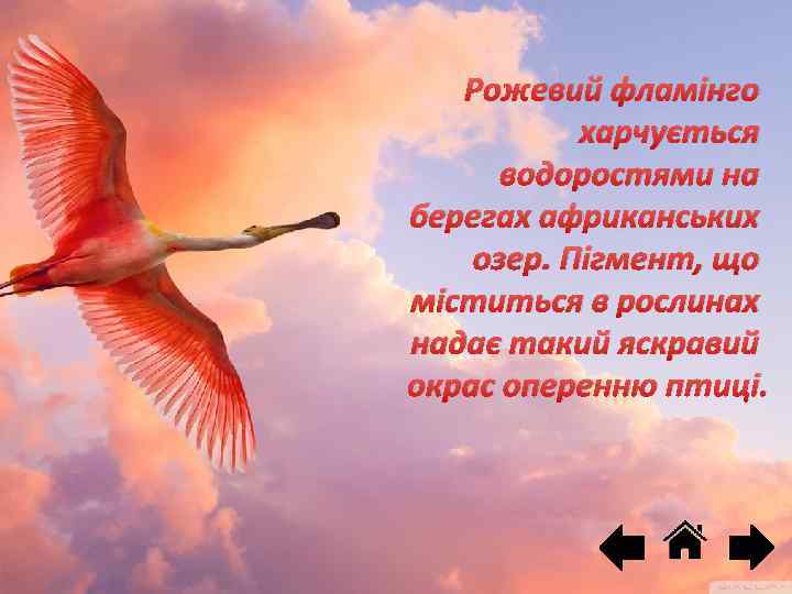 Рожевий фламінго харчується водоростями на берегах африканських озер. Пігмент, що міститься в рослинах надає