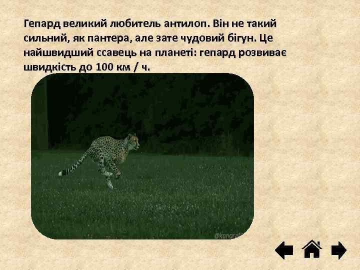 Гепард великий любитель антилоп. Він не такий сильний, як пантера, але зате чудовий бігун.