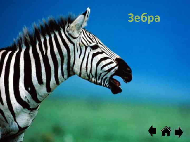 Зебра 