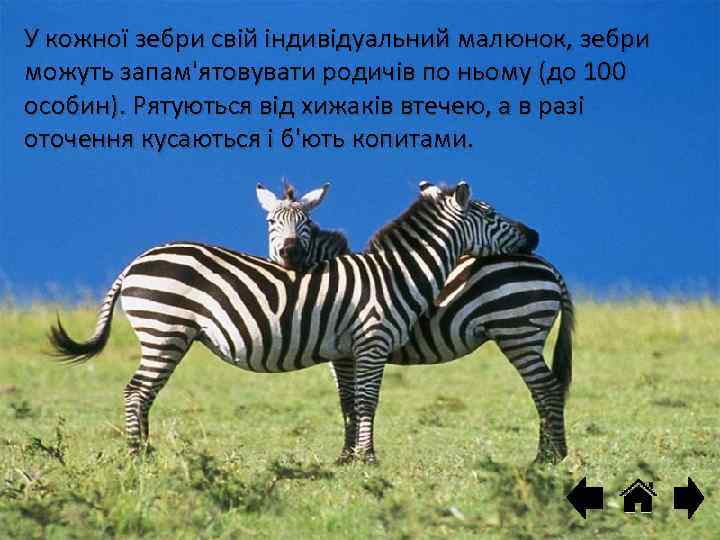 У кожної зебри свій індивідуальний малюнок, зебри можуть запам'ятовувати родичів по ньому (до 100