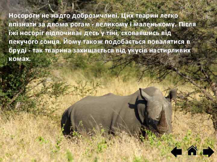 Носороги не надто доброзичливі. Цих тварин легко впізнати за двома рогам - великому і