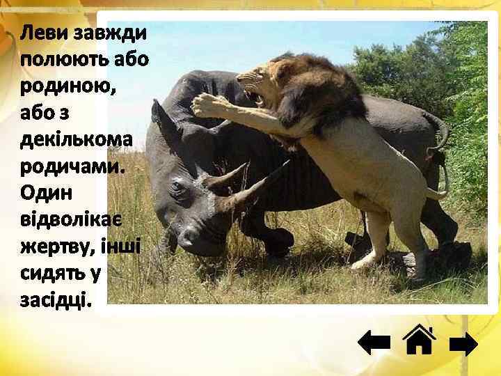 Леви завжди полюють або родиною, або з декількома родичами. Один відволікає жертву, інші сидять