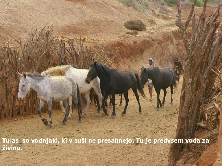 Tulas so vodnjaki, ki v suši ne presahnejo. Tu je predvsem voda za živino.