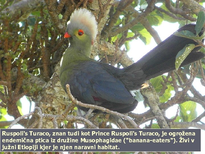 Ruspoli's Turaco, znan tudi kot Prince Ruspoli's Turaco, je ogrožena endemična ptica iz družine