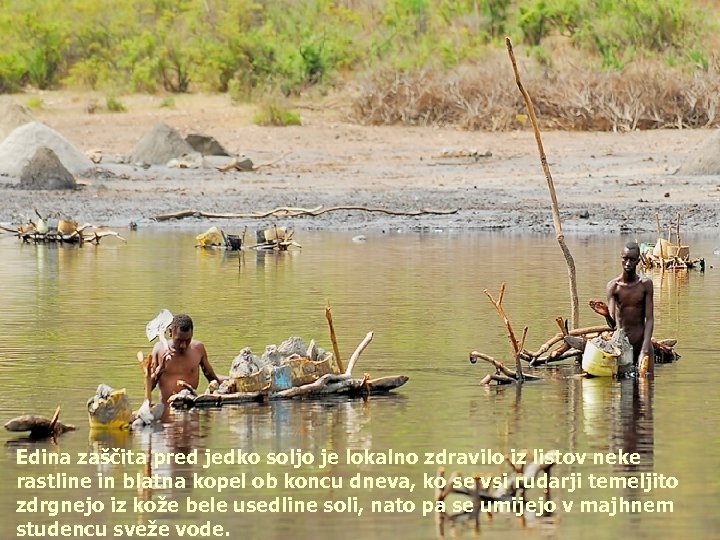 Edina zaščita pred jedko soljo je lokalno zdravilo iz listov neke rastline in blatna