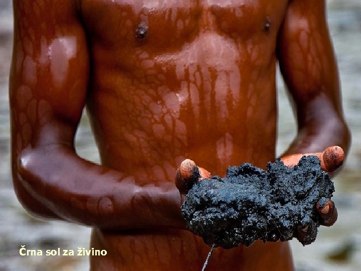 Črna sol za živino 