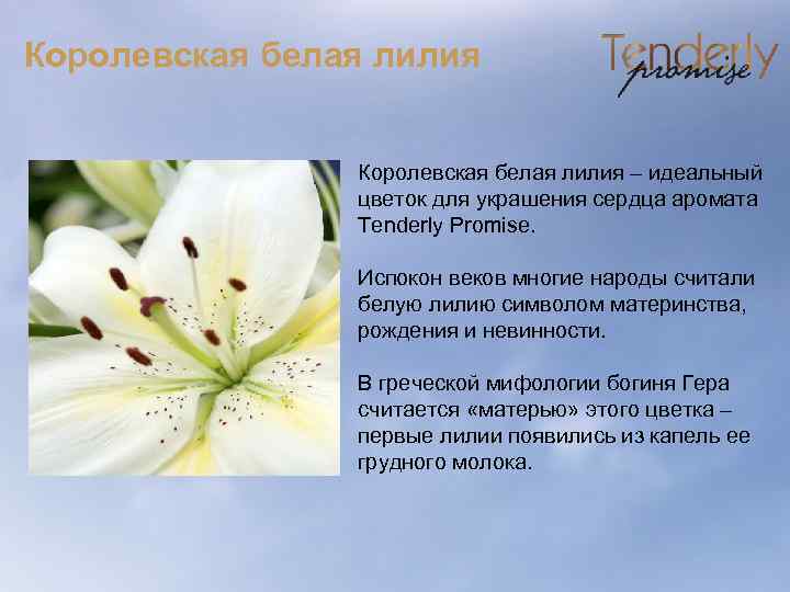 Королевская белая лилия – идеальный цветок для украшения сердца аромата Tenderly Promise. Испокон веков