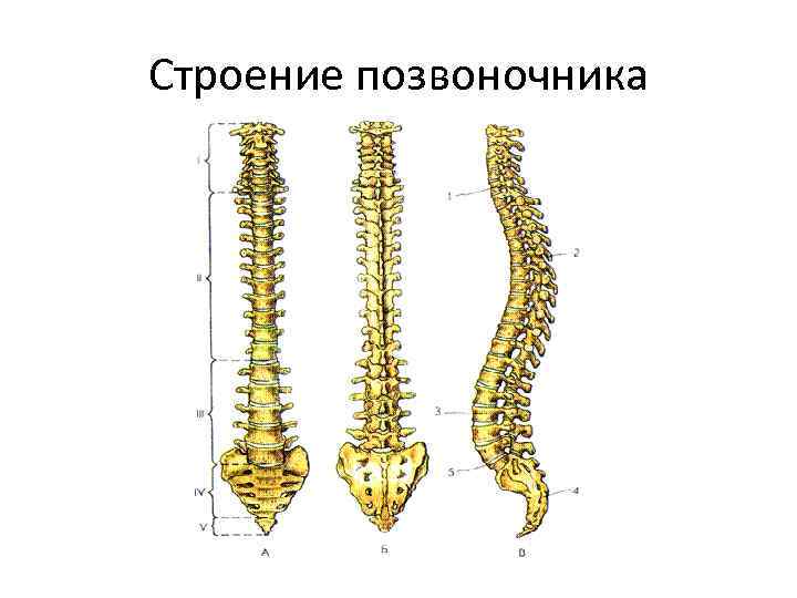 Строение позвоночника 