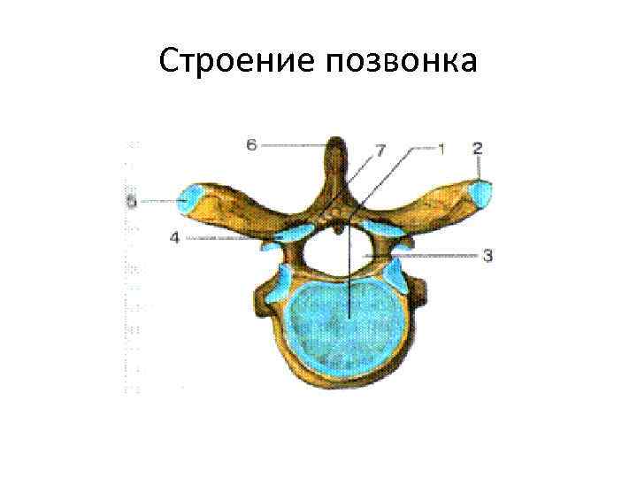 Позвонок рисунок. Общая схема строения позвонка. Строение типичного позвонка человека. Схема строения грудного позвонка. Позвонок анатомия общее строение.