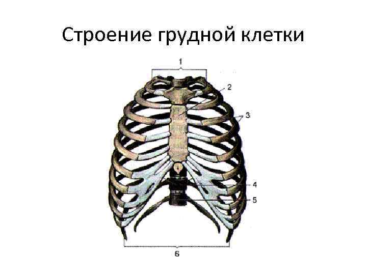 Для строения грудной клетки характерно