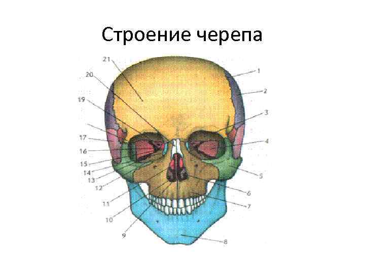 Строение черепа 