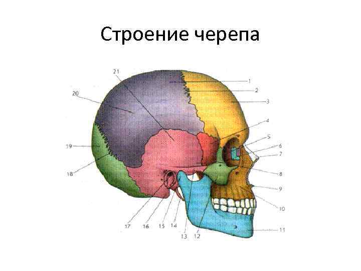 Костные ткани черепа. Череп строение анатомия. Строение костей черепа человека. Анатомия головы кости черепа. Схема строения черепа человека.