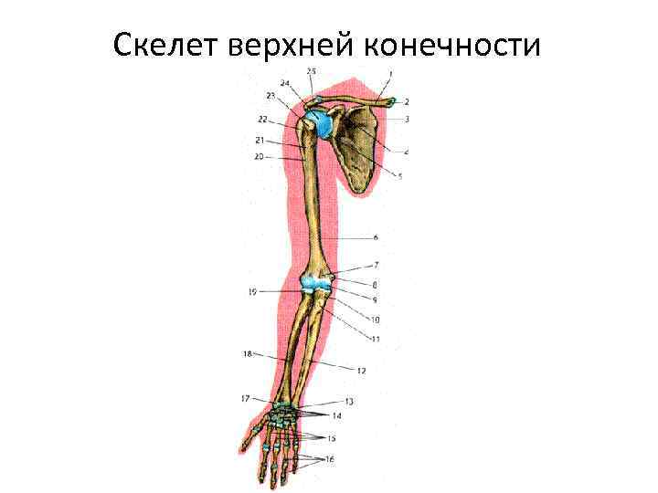 Отделы скелета пояса верхних конечностей. Скелет верхней конечности человека. Скелет верхней конечности человека рисунок. Скелет свободной верхней конечности. Свободная часть верхней конечности.