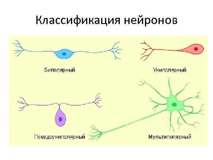 Классификация нейронов 