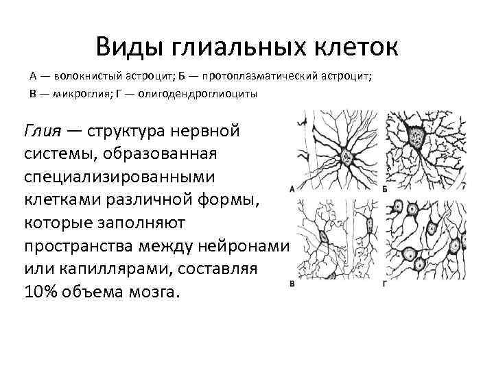 Классификация цитоморфология нейроглии спинного мозга